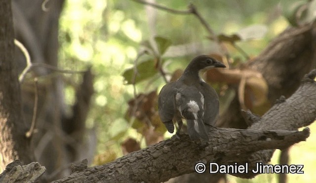 Воскоїд великий - ML201946141