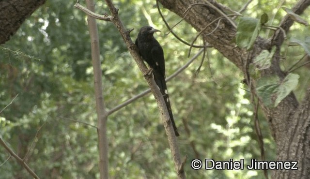 Abubilla Arbórea Verde - ML201946151