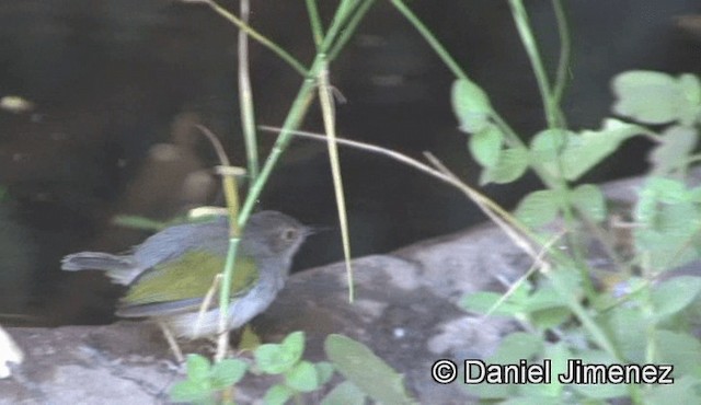 Green-backed Camaroptera (Gray-backed) - ML201946161