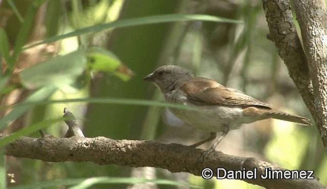 Northern Gray-headed Sparrow - ML201946171