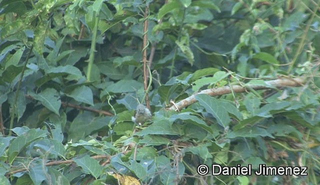 Lesser Honeyguide (Lesser) - ML201946181