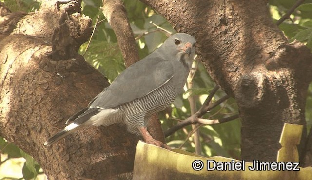 Lizard Buzzard - ML201946191