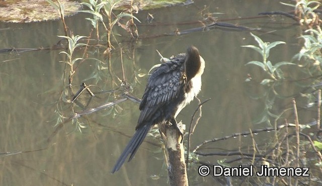 Long-tailed Cormorant - ML201946201