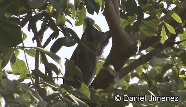 Northern White-faced Owl - ML201946221