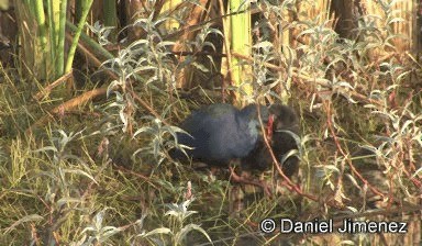 African Swamphen - ML201946261