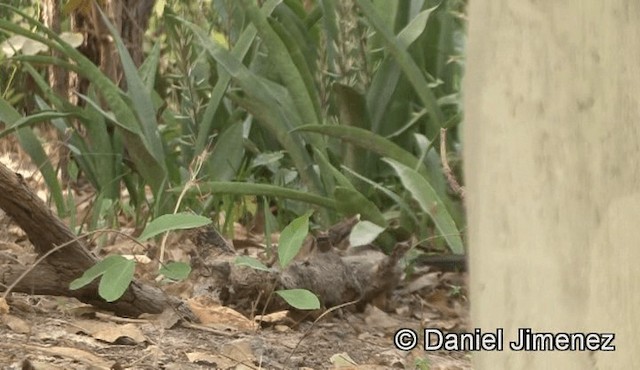 Senegal Coucal - ML201946271