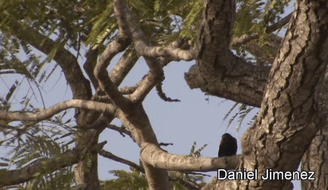 Red-shouldered Cuckooshrike - ML201946281