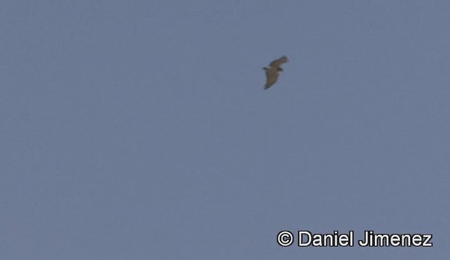 Short-toed Snake-Eagle - ML201946291