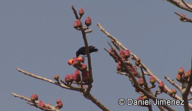 Splendid Sunbird - ML201946301