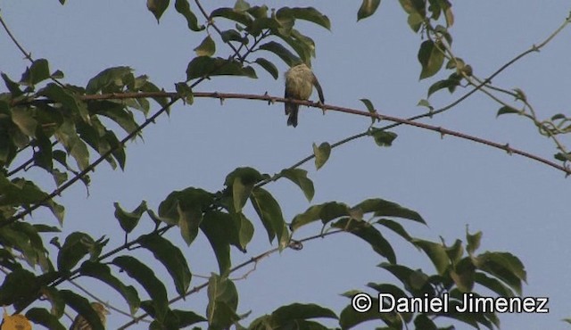 スミレコバシタイヨウチョウ（longuemarei／haussarum） - ML201946341