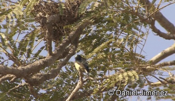 カワリタイヨウチョウ（venustus グループ） - ML201946351