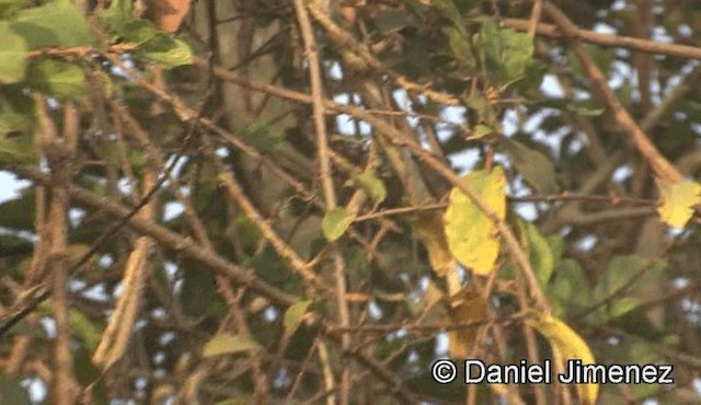 スミレコバシタイヨウチョウ（longuemarei／haussarum） - ML201946361