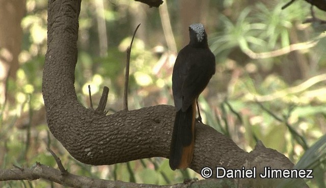 White-crowned Robin-Chat - ML201946371