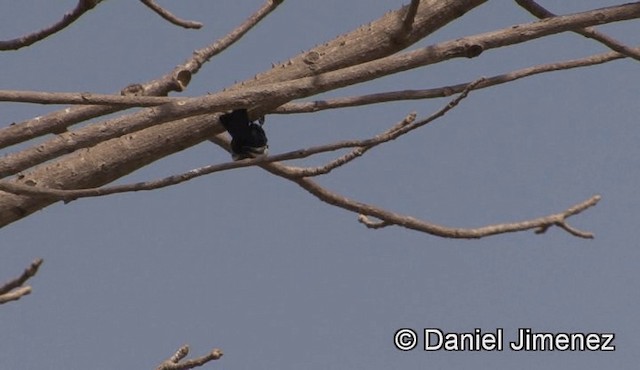 White-shouldered Black-Tit - ML201946381