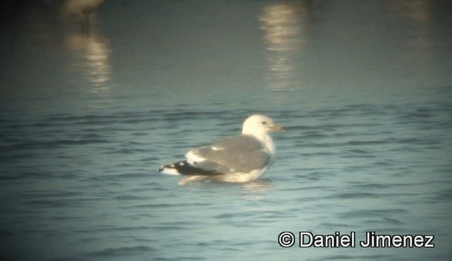 Common Gull (European) - ML201946411