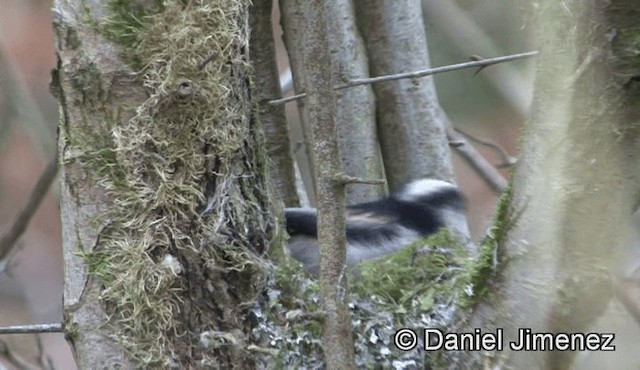 Long-tailed Tit (europaeus Group) - ML201946511