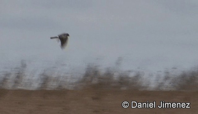 Hen Harrier - ML201946531