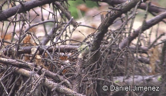 Goldcrest (European) - ML201946541