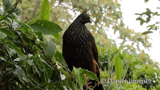 Andean Guan - ML201946551