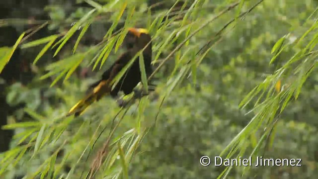 Cacique Dorsirrufo (grupo angustifrons) - ML201946561