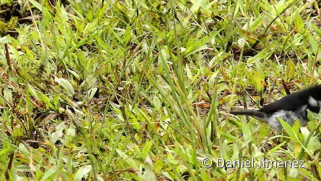 Variable Seedeater (Variable) - ML201946591