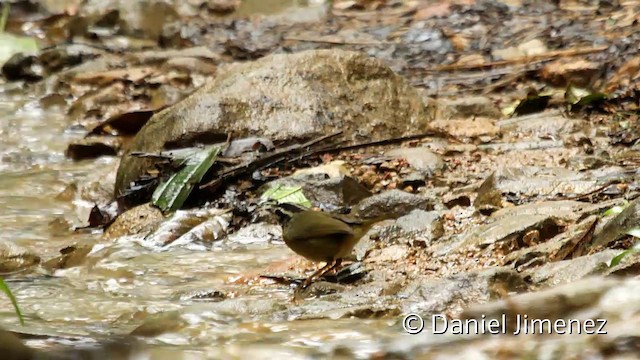 Three-striped Warbler (daedalus) - ML201946601