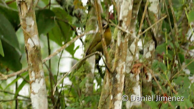 マミジロモリフウキンチョウ（atropileus） - ML201946631