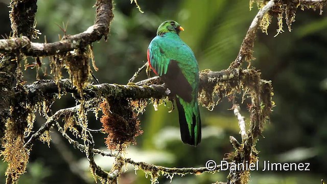 Golden-headed Quetzal - ML201946651