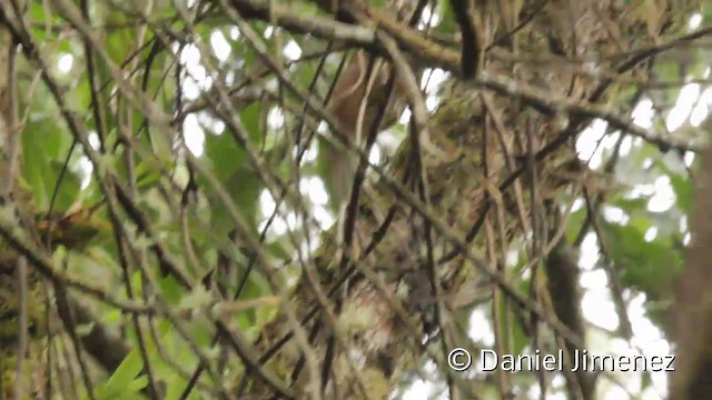 Black-banded Woodcreeper (Black-banded) - ML201946671