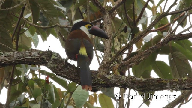 Black-billed Mountain-Toucan - ML201946681