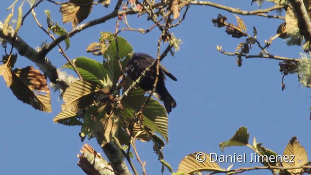 Capped Conebill (White-capped) - ML201946721