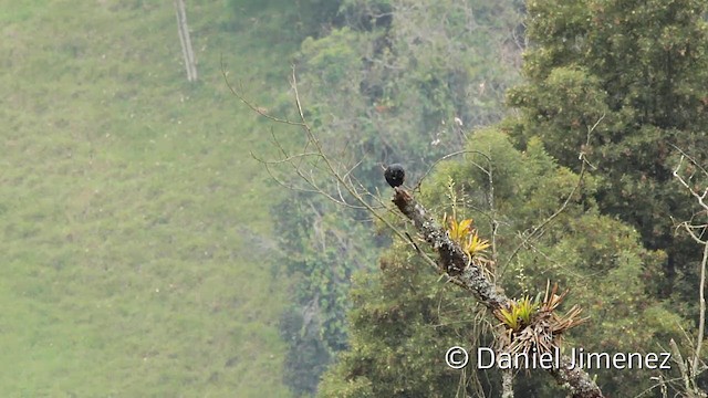 Bronze-winged Parrot - ML201946741