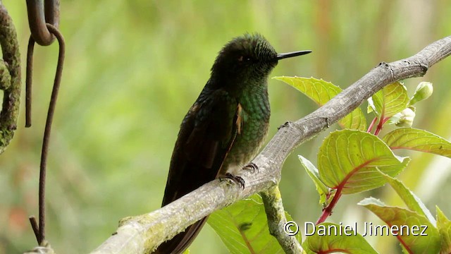 Buff-tailed Coronet - ML201946761