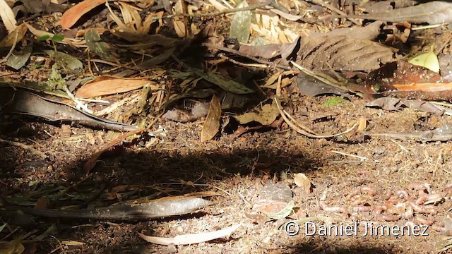 Chestnut-crowned Antpitta - ML201946771