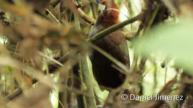 Chestnut-naped Antpitta - ML201946781