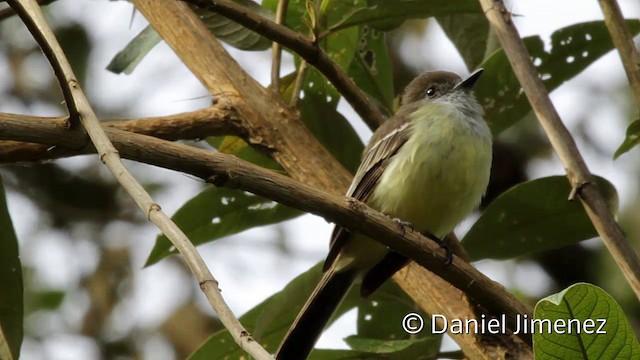 Pale-edged Flycatcher - ML201946801