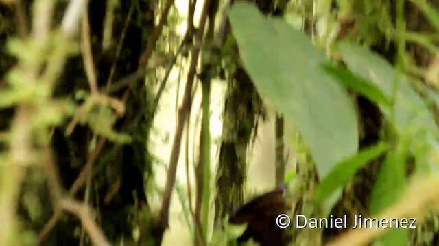 Gray-breasted Wood-Wren (Andean) - ML201946811
