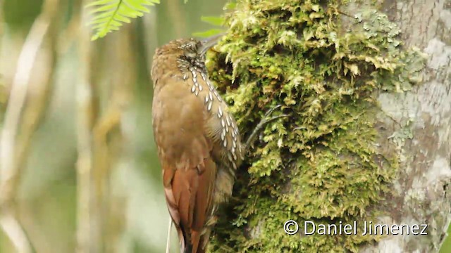 Montane Woodcreeper - ML201946841