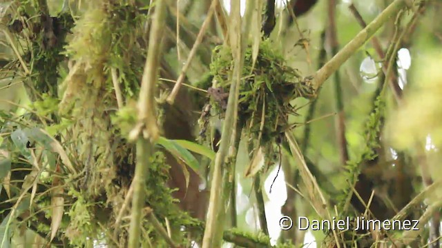 Trepamusgos Flamulado - ML201946851