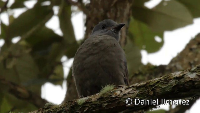 Dusky Piha - ML201946861