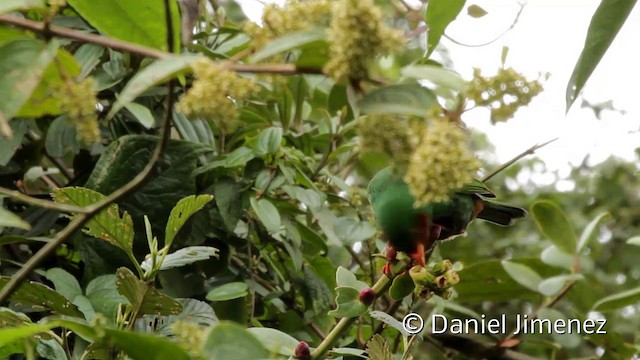 Grass-green Tanager - ML201946911