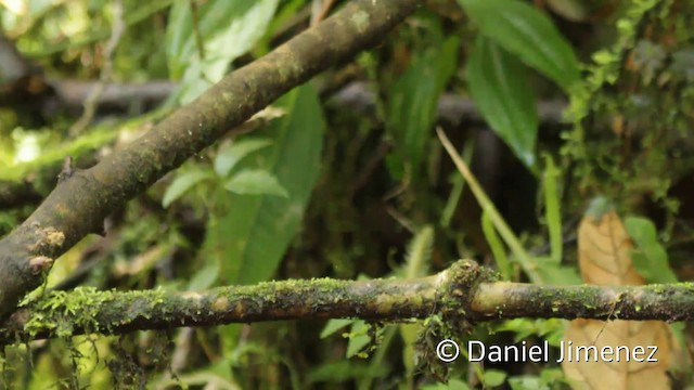 Slate-crowned Antpitta (Slate-crowned) - ML201946931