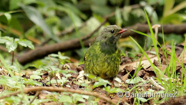 Cotinga vert et noir (groupe riefferii) - ML201946961