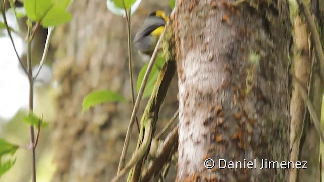 Golden-fronted Redstart (Golden-fronted) - ML201946981