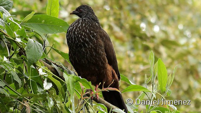 Andean Guan - ML201947001