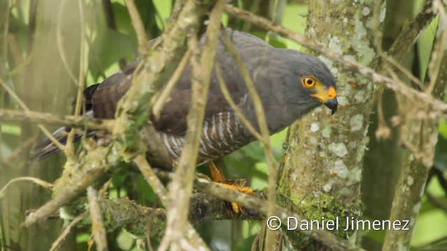 Roadside Hawk (Northern) - ML201947011