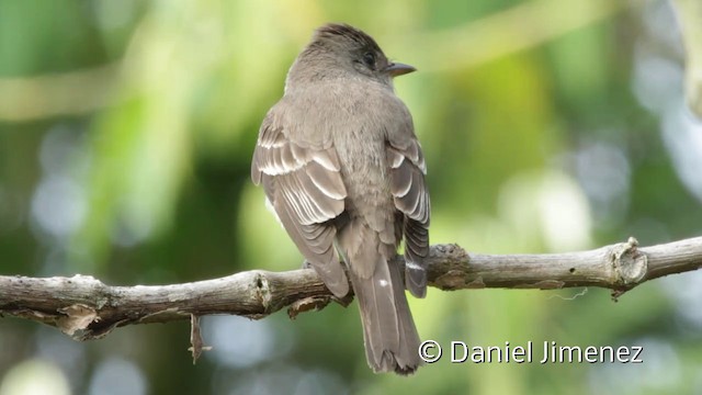 Eastern Wood-Pewee - ML201947021