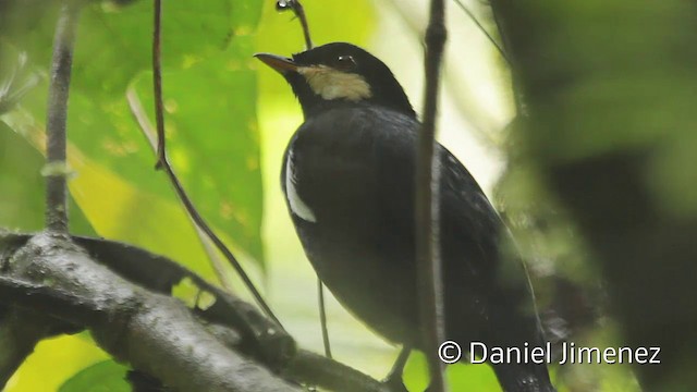 Solitario Negro - ML201947031