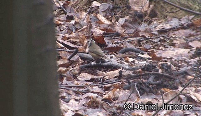 Crested Tit - ML201947051