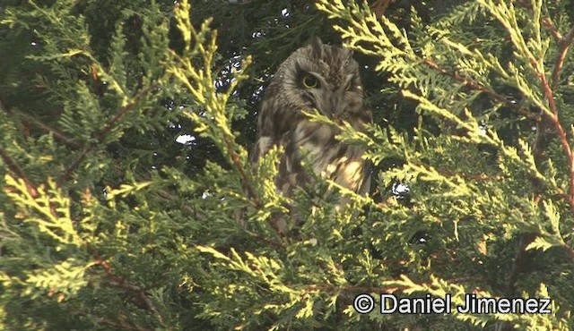 Short-eared Owl (Northern) - ML201947071